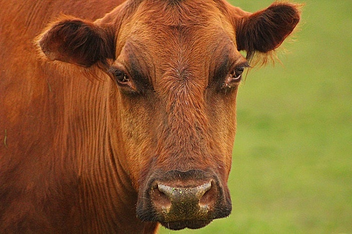 Cow